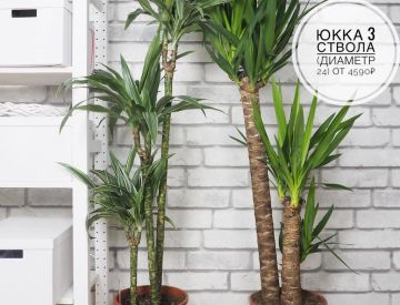 Крупномерные растения в нашем ассортименте! 